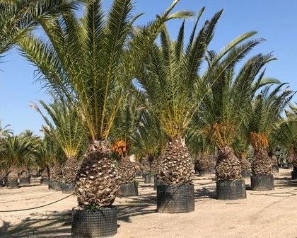 Palm trees (Palmacaea)